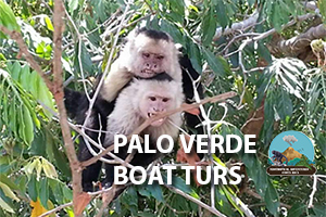 Palo Verde Boat Tours